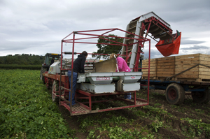 Harvesting