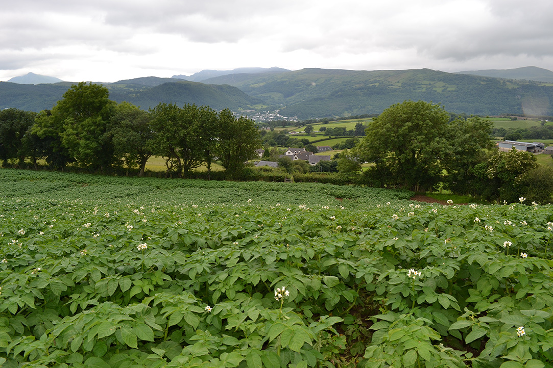11_Potatoes in the summer with flowers