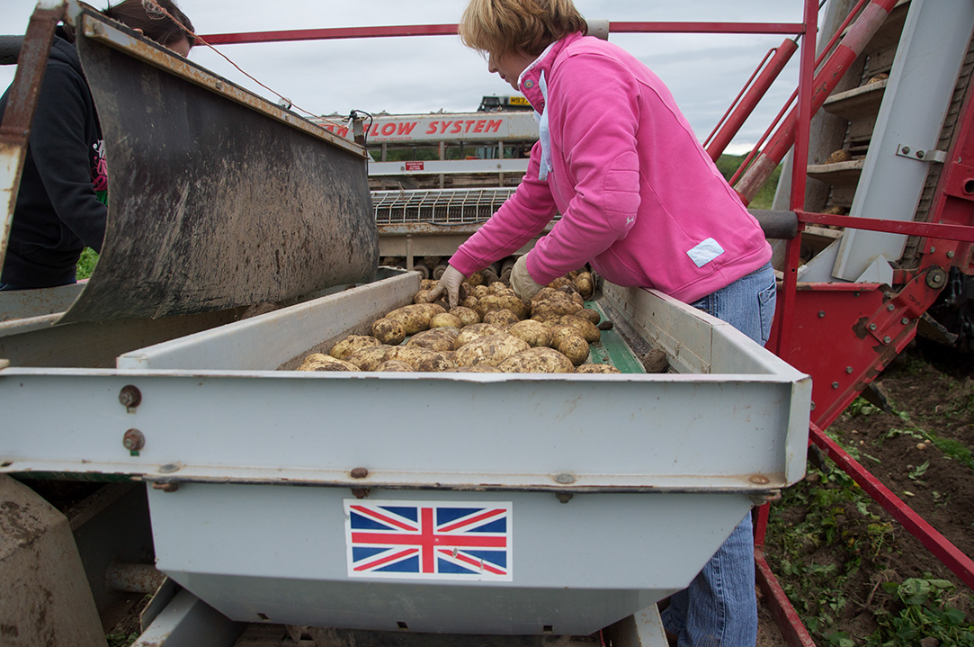 12_Digging potatoes in the summer 1