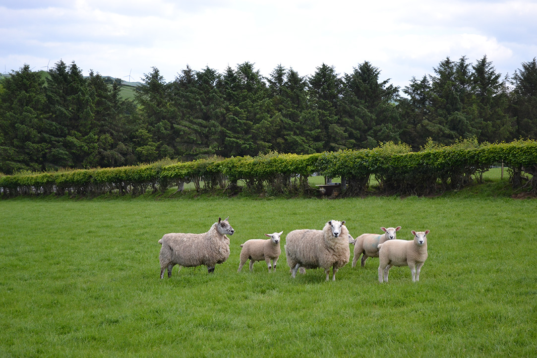 22_Sheep 3