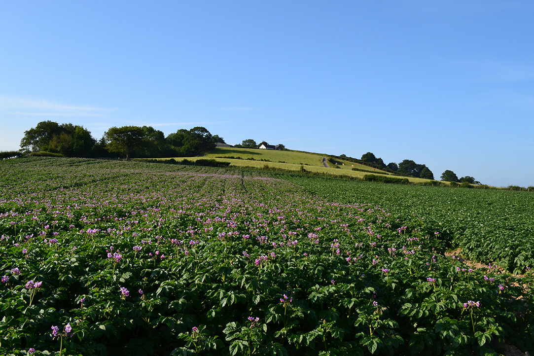 10_Potatoes growing with flowers 2