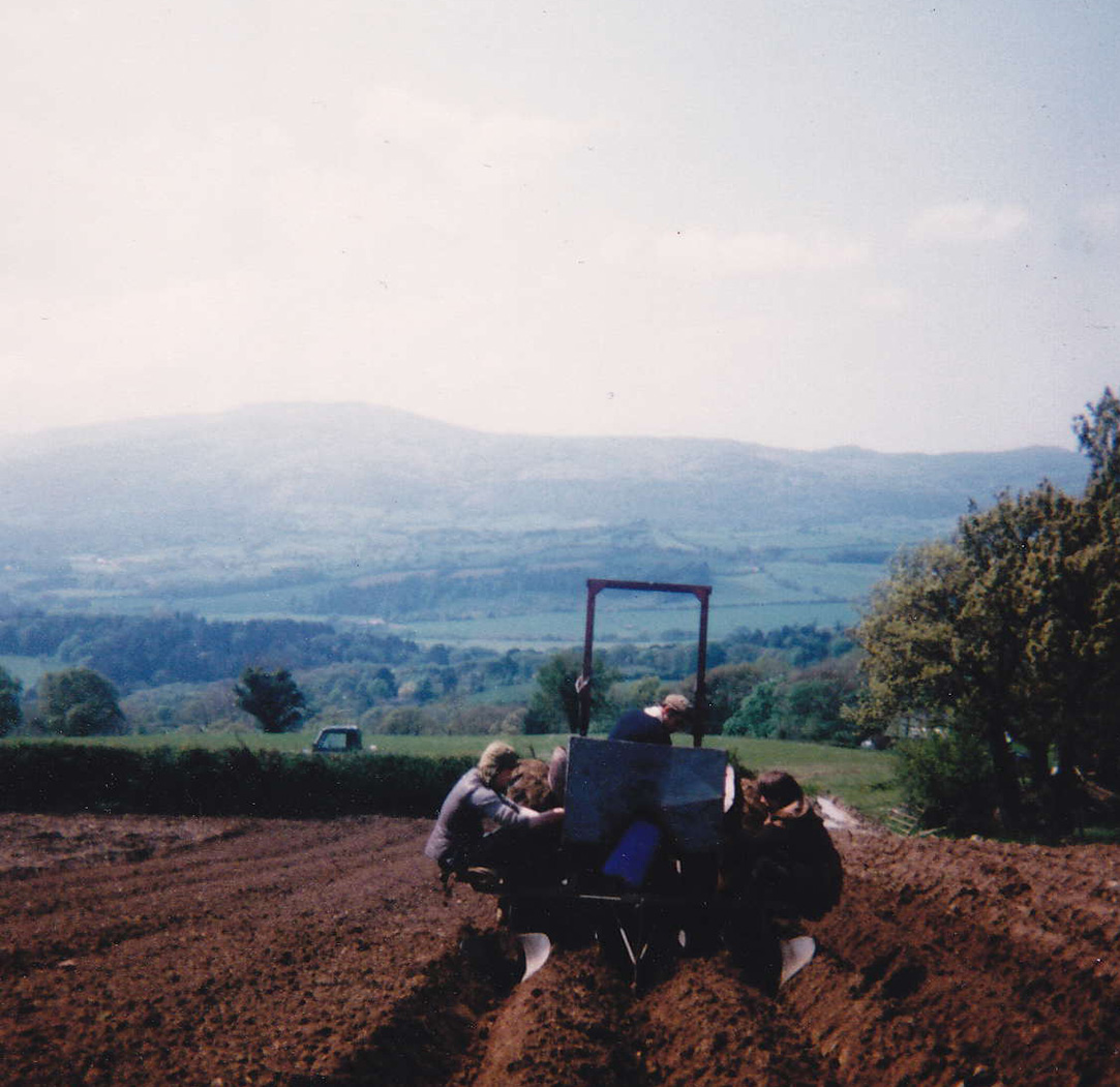 35_Planting Potatoes in the 1980 with a Fergy planter