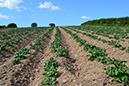 8_Potatoes growing early May