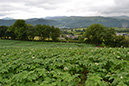 11_Potatoes in the summer with flowers