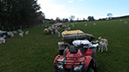 20_Sheep 1