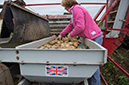 12_Digging potatoes in the summer 1
