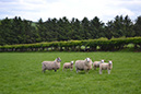 22_Sheep 3