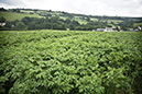 9_Potatoes growing