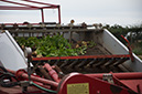 13_Digging potatoes in the summer 2