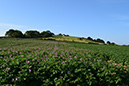 10_Potatoes growing with flowers 2